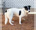 Small #4 Border Collie-Pembroke Welsh Corgi Mix
