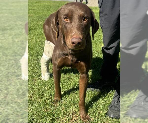 Medium Photo #1 Doberman Pinscher-Labrador Retriever Mix Puppy For Sale in Riverside, CA, USA
