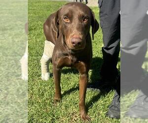 Doberman Pinscher-Labrador Retriever Mix Dogs for adoption in Riverside, CA, USA