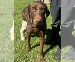 CHOCULA - Male Doberman Pinscher-Labrador Retriever Mix Dog for Adoption - Small photo