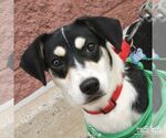 Small Photo #6 Labrador Retriever-Unknown Mix Puppy For Sale in Washington, DC, USA