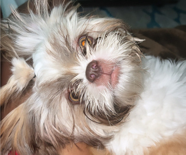 Medium Photo #5 Shih Tzu Puppy For Sale in MIAMI, FL, USA
