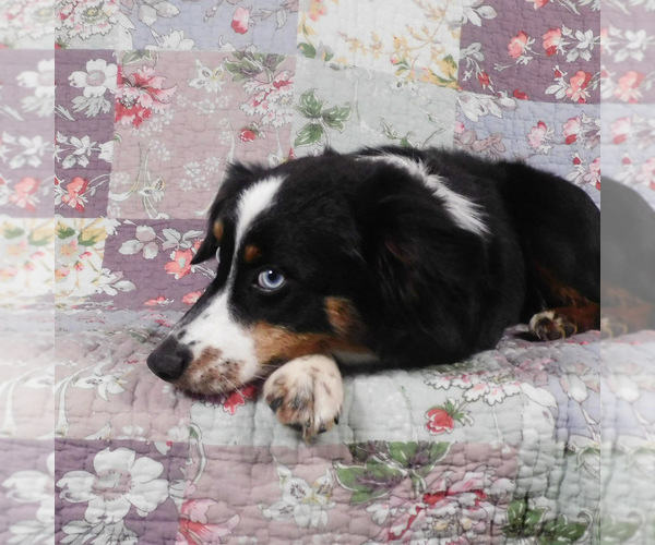 Medium Photo #2 Miniature Australian Shepherd Puppy For Sale in HARRISON, OH, USA