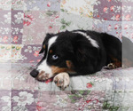 Small #1 Miniature Australian Shepherd
