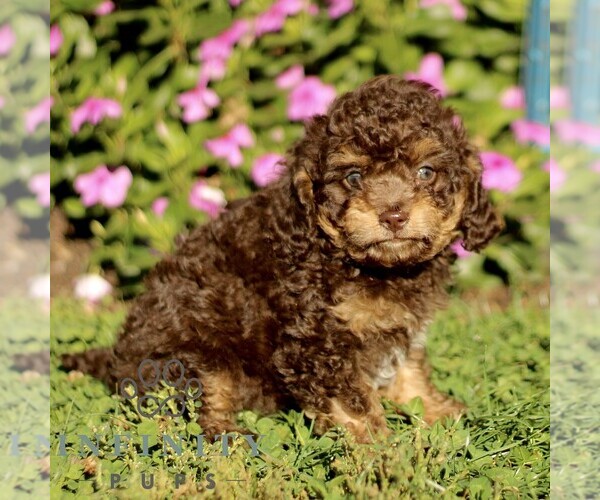 Medium Photo #3 Cavapoo Puppy For Sale in QUARRYVILLE, PA, USA