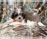 Small #8 ShihPoo