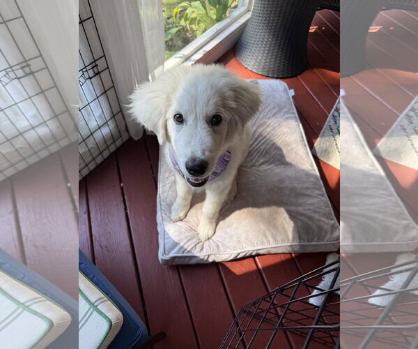 Medium Photo #3 Great Pyrenees Puppy For Sale in Holly Springs, NC, USA
