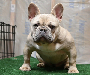 Mother of the French Bulldog puppies born on 05/14/2023