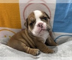 Small #2 English Bulldog