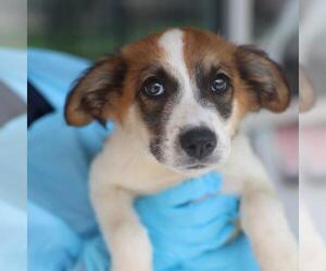 Australian Shepherd-Unknown Mix Dogs for adoption in San Antonio, TX, USA