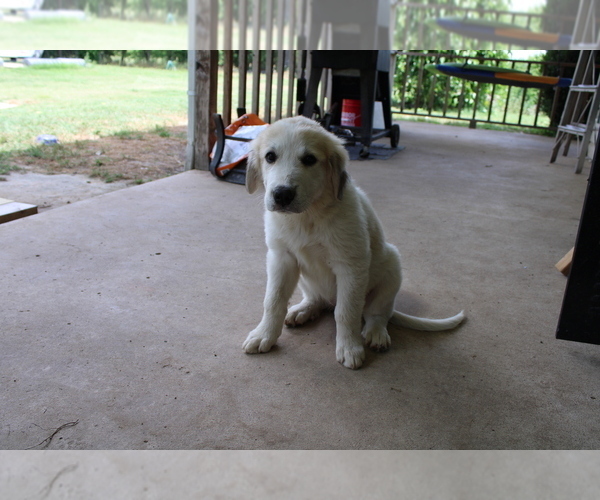 Medium Photo #9 Great Pyrenees Puppy For Sale in WILLS POINT, TX, USA