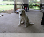 Small Photo #9 Great Pyrenees Puppy For Sale in WILLS POINT, TX, USA