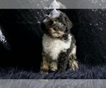 Small #7 Poodle (Toy)