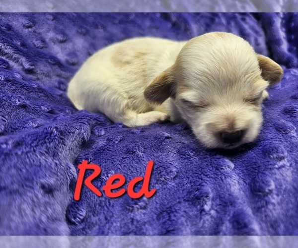 Medium Photo #6 Schweenie Puppy For Sale in BOWLING GREEN, KY, USA