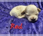 Small #5 Schweenie
