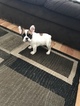 Small Photo #6 French Bulldog Puppy For Sale in OAK PARK, MI, USA