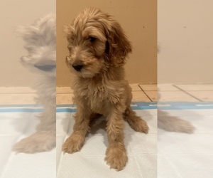 Goldendoodle Puppy for sale in LONG BEACH, CA, USA