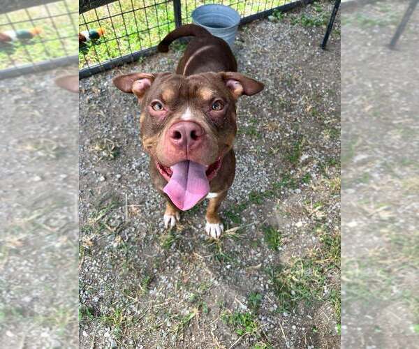 Medium Photo #4 Mutt Puppy For Sale in Abbeville, LA, USA
