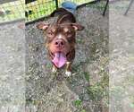 Small Photo #4 Mutt Puppy For Sale in Abbeville, LA, USA