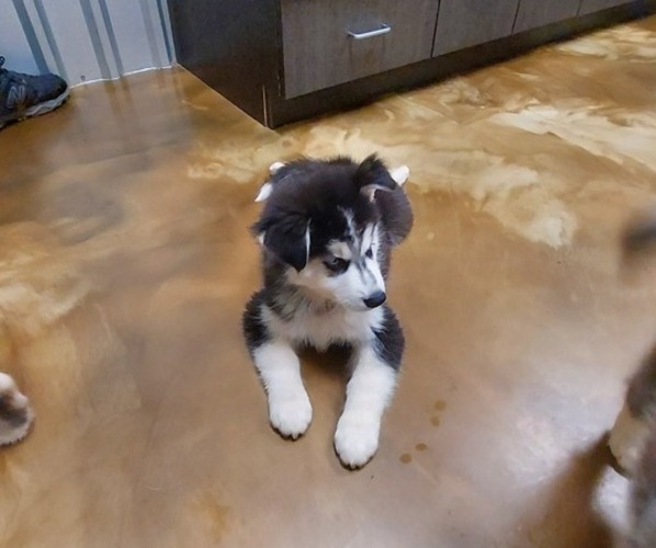 Medium Photo #8 Siberian Husky Puppy For Sale in OLIVE BRANCH, MS, USA
