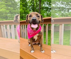 Mountain Cur-Unknown Mix Dogs for adoption in Columbus, IN, USA