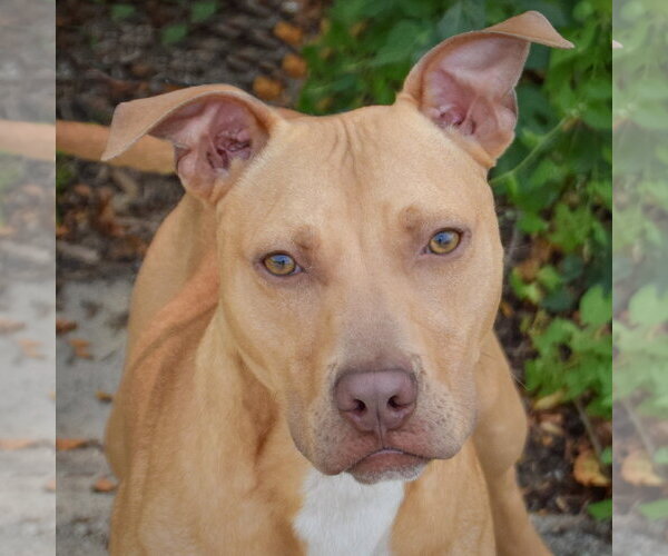Medium Photo #2 American Staffordshire Terrier-Vizsla Mix Puppy For Sale in Huntley, IL, USA
