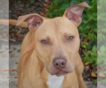 Small #1 American Staffordshire Terrier-Vizsla Mix