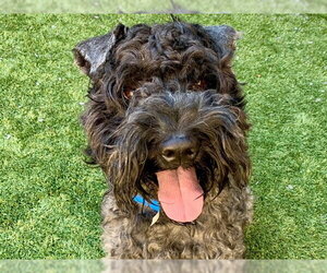 Poodle (Standard)-Unknown Mix Dogs for adoption in Moreno Valley, CA, USA