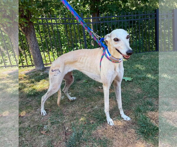 Medium Photo #2 Greyhound Puppy For Sale in Cherry Hill, NJ, USA