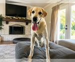 Small #2 Labrador Retriever