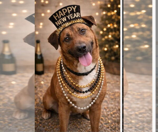 Medium Photo #1 Mutt Puppy For Sale in Westminster, MD, USA