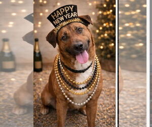 Mutt Dogs for adoption in Westminster, MD, USA