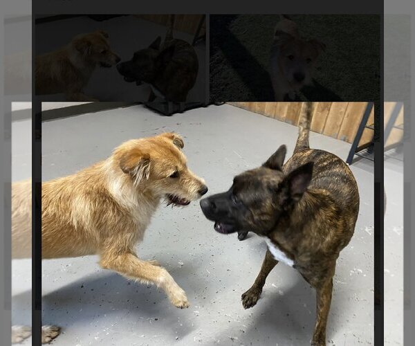 Medium Photo #4 Golden Retriever-Wheaten Terrier Mix Puppy For Sale in Euless, TX, USA