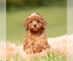 Small #3 Poodle (Miniature)