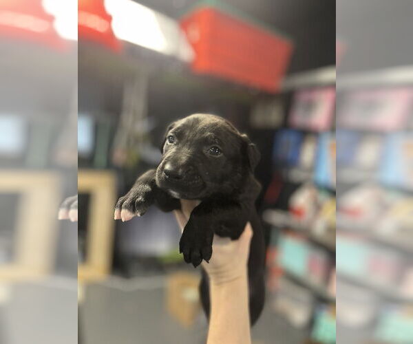 Medium Photo #6 Mutt Puppy For Sale in Imlay City, MI, USA