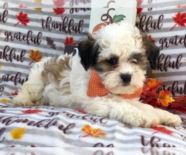Medium Photo #15 Zuchon Puppy For Sale in LAKELAND, FL, USA