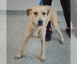Gwen - Female Coonhound-Unknown Mix Dog for Adoption - Photo #4