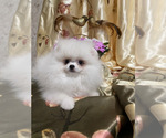 Small #2 Miniature Spitz