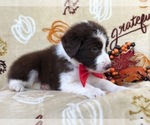Small Photo #17 Australian Shepherd Puppy For Sale in LAKELAND, FL, USA