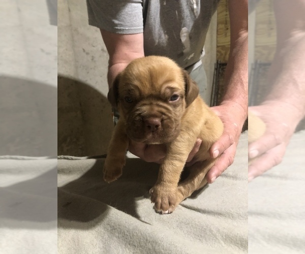 Medium Photo #1 Dogue de Bordeaux Puppy For Sale in FULTON, MO, USA