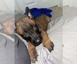 Small Photo #92 Belgian Malinois Puppy For Sale in REESEVILLE, WI, USA