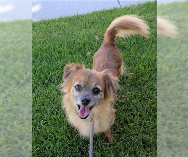 Medium Photo #2 Chihuahua-Unknown Mix Puppy For Sale in Redlands, CA, USA