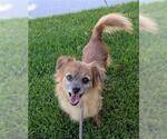 Small #1 Chihuahua Mix