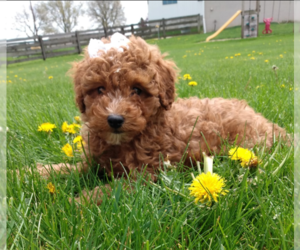 Poodle (Miniature) Puppy for sale in FREDERICKSBURG, OH, USA