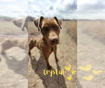 Small #11 American Pit Bull Terrier-American Staffordshire Terrier Mix