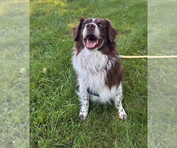 Medium Photo #4 Aussiedor Puppy For Sale in Muskegon, MI, USA
