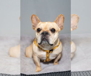 French Bulldog Dogs for adoption in St. Louis Park, MN, USA