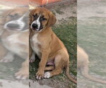 Small Boxer