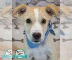 Small Retriever  Mix