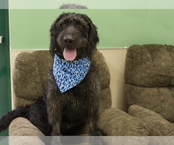 Medium Photo #2 Labradoodle Puppy For Sale in Placerville, CA, USA